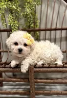 ACA Mason, a male Bichon Frise for sale in Beach City, OH – Photo 2 of 10