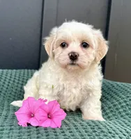 Callie, a female Bichon Frise and Shih Tzu for sale in Beach City, OH – 6 of 10