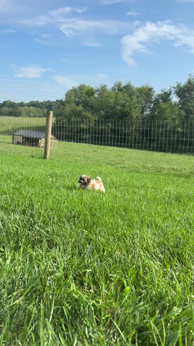 Nora, a female Bichon Frise and Shih Tzu for sale in Beach City, OH – 9 of 10