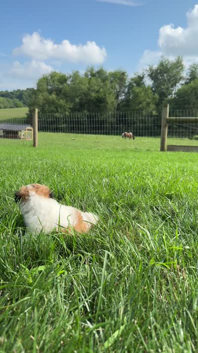 Nancy, a female Bichon Frise and Shih Tzu for sale in Beach City, OH – 9 of 10