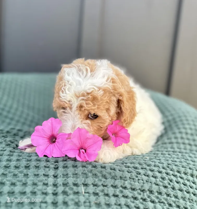 Sophie – Miniature Goldendoodle puppy for sale in Beach City, OH