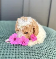 Sophie, a female Miniature Goldendoodle for sale in Beach City, OH – 1 of 10