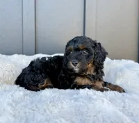 ROXY, a male Cavapoo for sale in Beach City, OH – 5 of 9