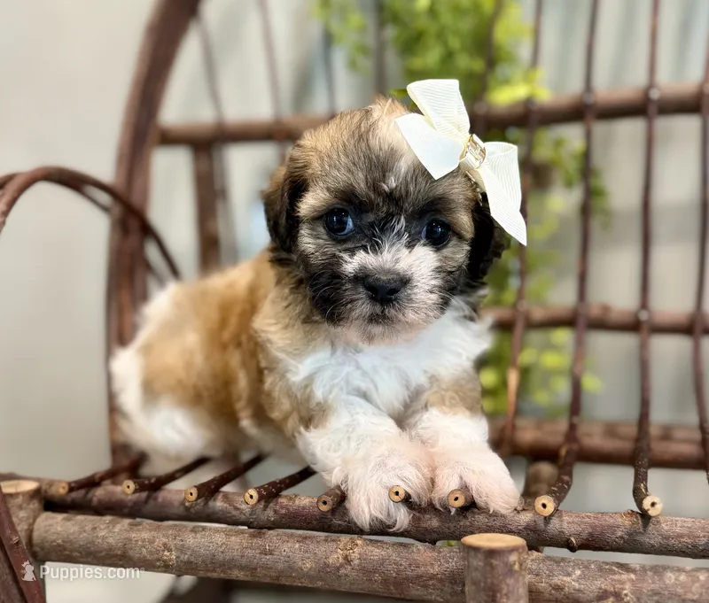 Nora – Bichon Frise, Shih Tzu puppy for sale in Beach City, OH