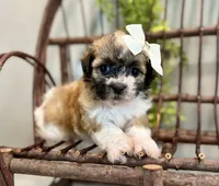 Nora, a female Bichon Frise and Shih Tzu for sale in Beach City, OH – 1 of 10