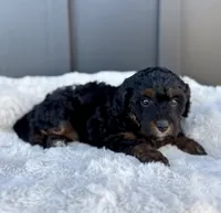 ROXY, a male Cavapoo for sale in Beach City, OH – 3 of 9