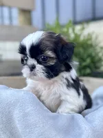 AKC Lyla, a female Shih Tzu for sale in Beach City, OH – 3 of 10
