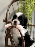 Nella, a female Bichon Frise and Shih Tzu for sale in Beach City, OH – 5 of 10