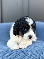 ROMEO, a male Cavapoo for sale in Beach City, OH – 8 of 10
