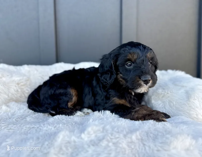 ROSCO – Cavapoo puppy for sale in Beach City, OH