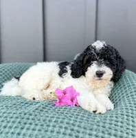 Sailor, a male Miniature Goldendoodle for sale in Beach City, OH – 3 of 9