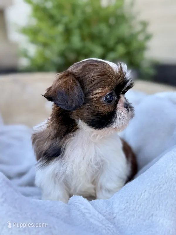 AKC Letti – Shih Tzu puppy for sale in Beach City, OH