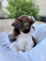 AKC Letti, a female Shih Tzu for sale in Beach City, OH – 1 of 10