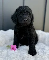Sammy, a male Miniature Goldendoodle for sale in Beach City, OH – 5 of 9
