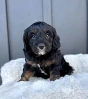 ROSCO, a male Cavapoo for sale in Beach City, OH – 2 of 10
