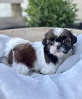AKC Letti, a female Shih Tzu for sale in Beach City, OH – 3 of 10