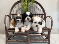 Nancy, a female Bichon Frise and Shih Tzu for sale in Beach City, OH – 7 of 10