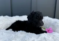 Spencer, a male Miniature Goldendoodle for sale in Beach City, OH – 7 of 10