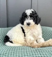 Sadie, a female Miniature Goldendoodle for sale in Beach City, OH – 7 of 9