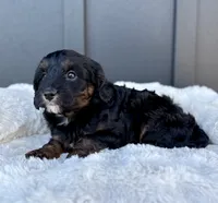 ROSCO, a male Cavapoo for sale in Beach City, OH – 5 of 10