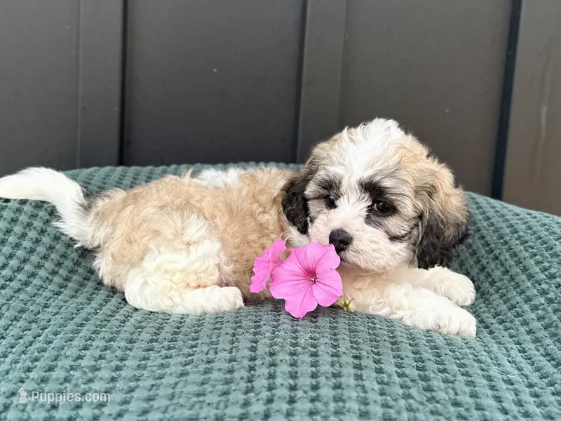 Cody – Bichon Frise, Shih Tzu puppy for sale in Beach City, OH