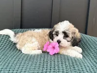 Cody, a male Bichon Frise and Shih Tzu for sale in Beach City, OH – 1 of 9