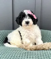Sadie, a female Miniature Goldendoodle for sale in Beach City, OH – 1 of 9