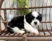 Nella, a female Bichon Frise and Shih Tzu for sale in Beach City, OH – 3 of 10