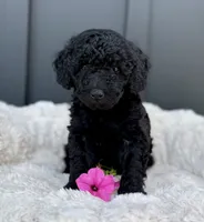 Sawyer , a male Miniature Goldendoodle for sale in Beach City, OH – 5 of 10