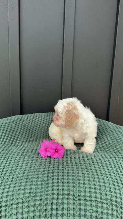 Callie, a female Bichon Frise and Shih Tzu for sale in Beach City, OH – 8 of 10