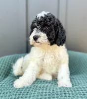 Sailor, a male Miniature Goldendoodle for sale in Beach City, OH – 7 of 9
