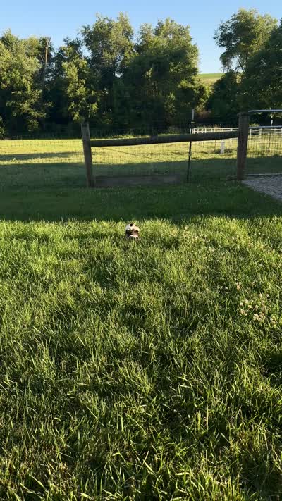 AKC Leo, a male Shih Tzu for sale in Beach City, OH – 9 of 10