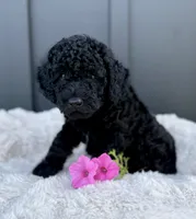 Sammy, a male Miniature Goldendoodle for sale in Beach City, OH – 3 of 9
