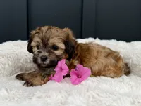 Olivia, a female Bichon Frise and Shih Tzu for sale in Beach City, OH – 6 of 9