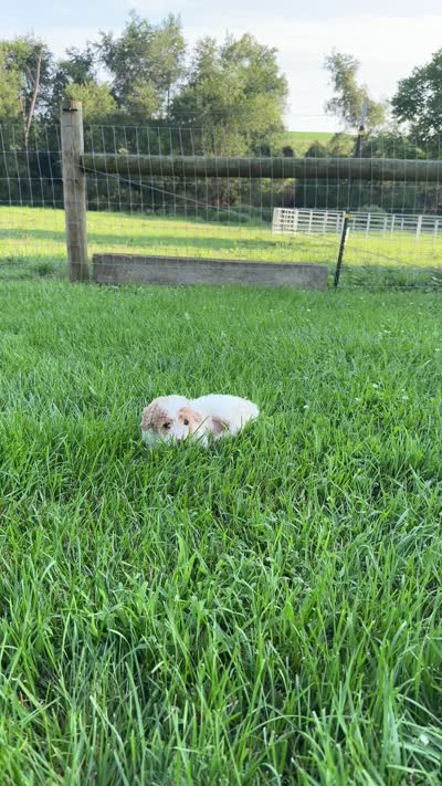 Sophie, a female Miniature Goldendoodle for sale in Beach City, OH – 9 of 10