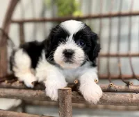 Nella, a female Bichon Frise and Shih Tzu for sale in Beach City, OH – 6 of 10