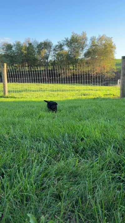 ROXY, a male Cavapoo for sale in Beach City, OH – 9 of 9