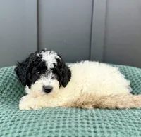 Sadie, a female Miniature Goldendoodle for sale in Beach City, OH – 5 of 9