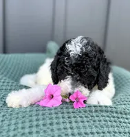 Sailor, a male Miniature Goldendoodle for sale in Beach City, OH – 2 of 9