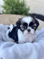 AKC Lyla, a female Shih Tzu for sale in Beach City, OH – 4 of 10