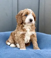ROWEN, a male Cavapoo for sale in Beach City, OH – 7 of 10