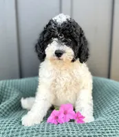 Sailor, a male Miniature Goldendoodle for sale in Beach City, OH – 8 of 9