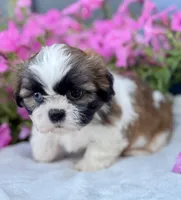 AKC Dallas, a male Shih Tzu for sale in Beach City, OH – 3 of 9