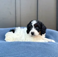 ROMEO, a male Cavapoo for sale in Beach City, OH – 3 of 10