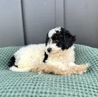 Sadie, a female Miniature Goldendoodle for sale in Beach City, OH – 6 of 9
