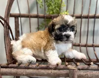Nora, a female Bichon Frise and Shih Tzu for sale in Beach City, OH – 2 of 10