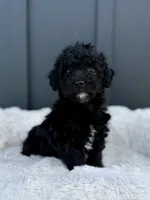 Spencer, a male Miniature Goldendoodle for sale in Beach City, OH – 2 of 10