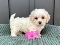 Callie, a female Bichon Frise and Shih Tzu for sale in Beach City, OH – 7 of 10