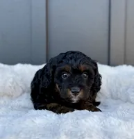 ROXY, a male Cavapoo for sale in Beach City, OH – 2 of 9