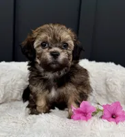 Alaina, a female Bichon Frise and Shih Tzu for sale in Beach City, OH – 7 of 10